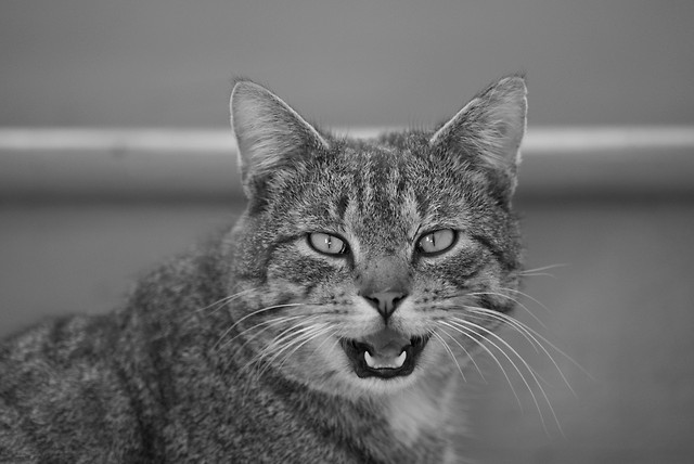 Miaaau.