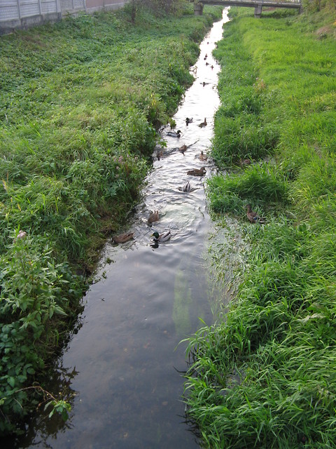kaczuszki