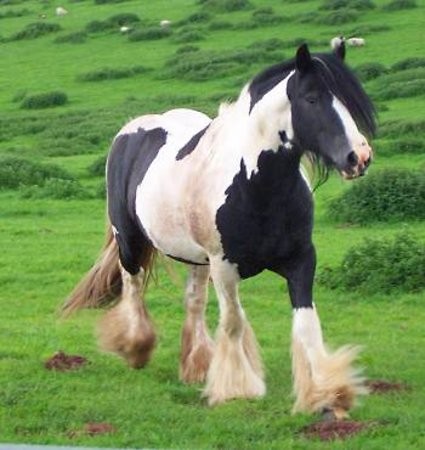 Konik
