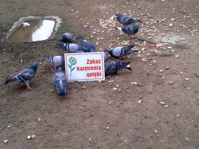zakazy