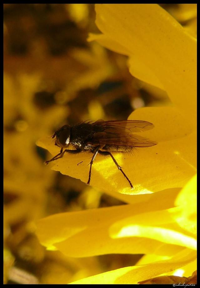 bzzzzz....