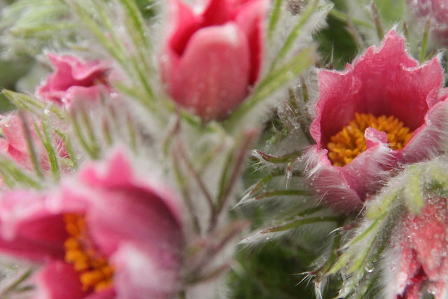 spring sings of live.