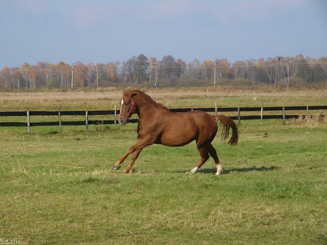 Szafir