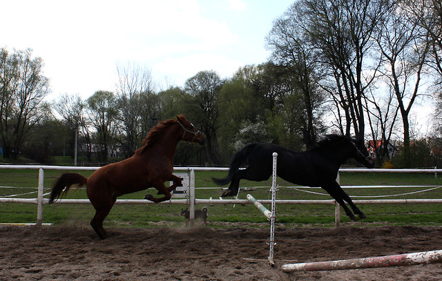 Wolno i swawola :)