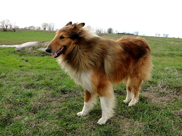 FRED