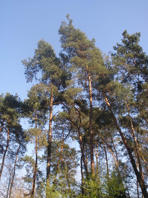 Wpis drukowanemarzenia