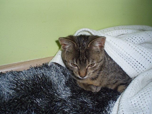 Wpis kiciuska1998