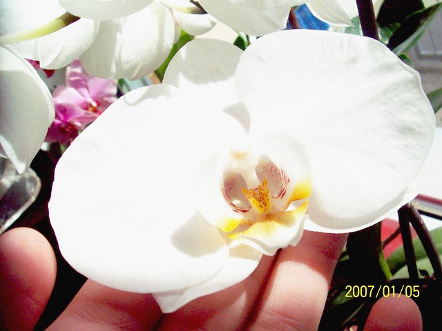 Flower..!