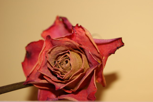 rose . 