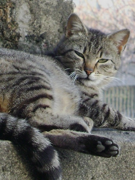Toka