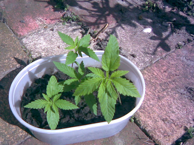  grow grow