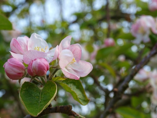Vive le printemps!