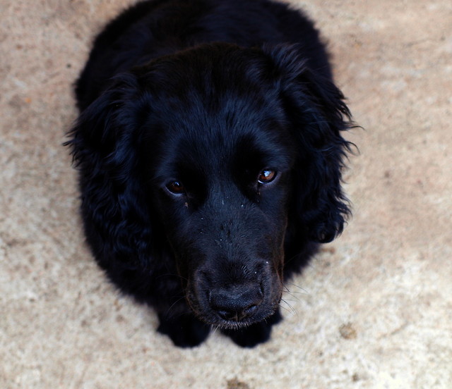 Fido