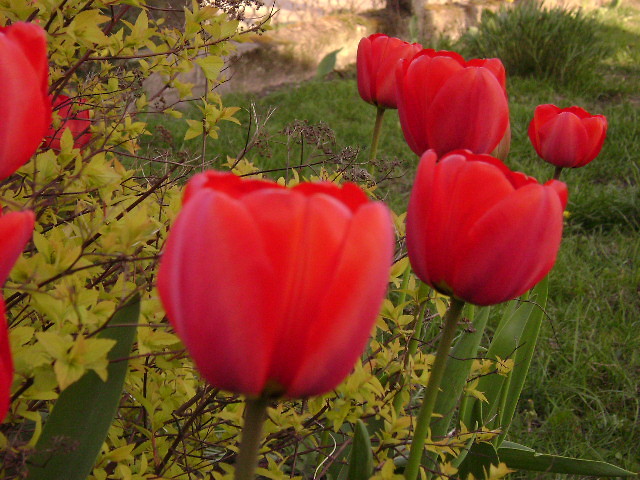 Tulipany