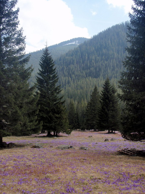 violet hill.