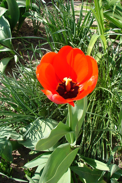 tulipan