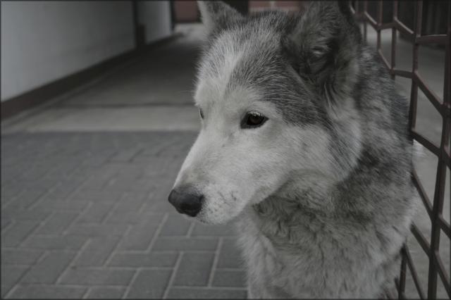 Tigru