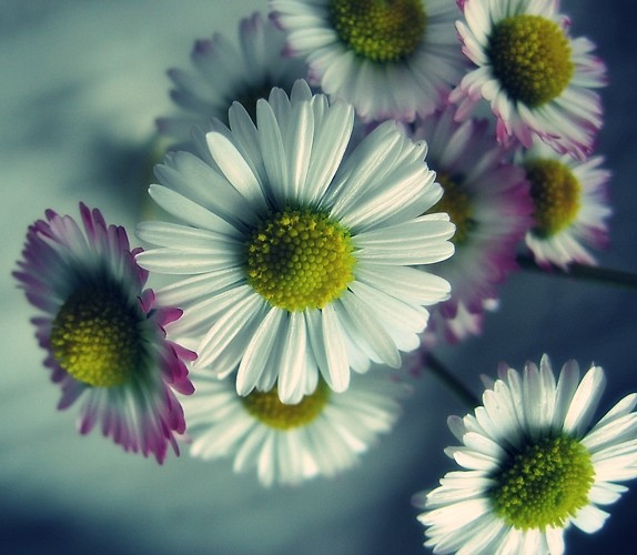 the first daisy