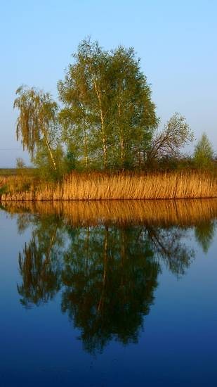 Wpis ostryjaknoz