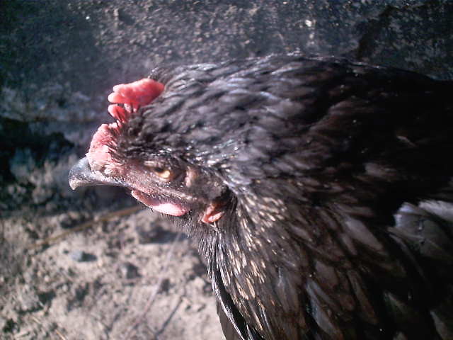 Kurka