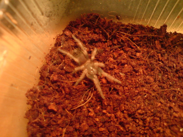 Brachypelma smithi L5