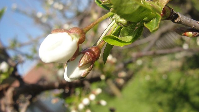 zosta, jeli potrafisz