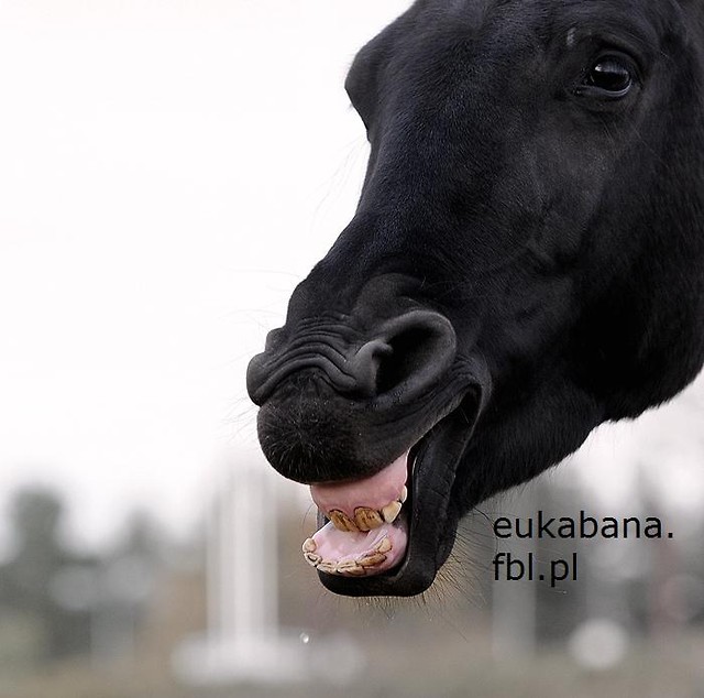 Wpis eukabana