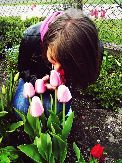 Tulipany :p