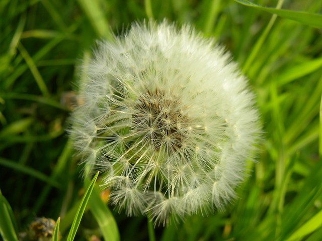 wiosna 