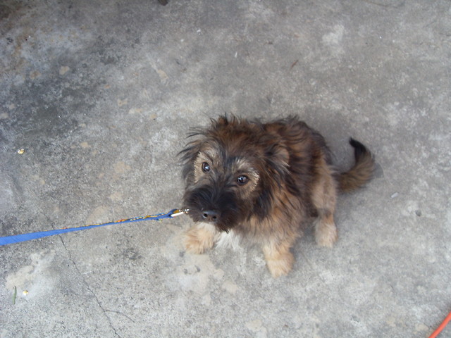 Mj Piesek ^^