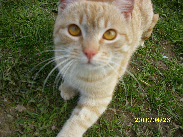 Garfield