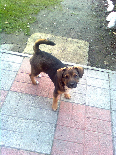 WedeL My Dog=*