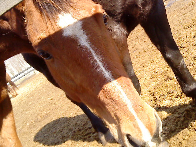 Moje soce:***Macho 