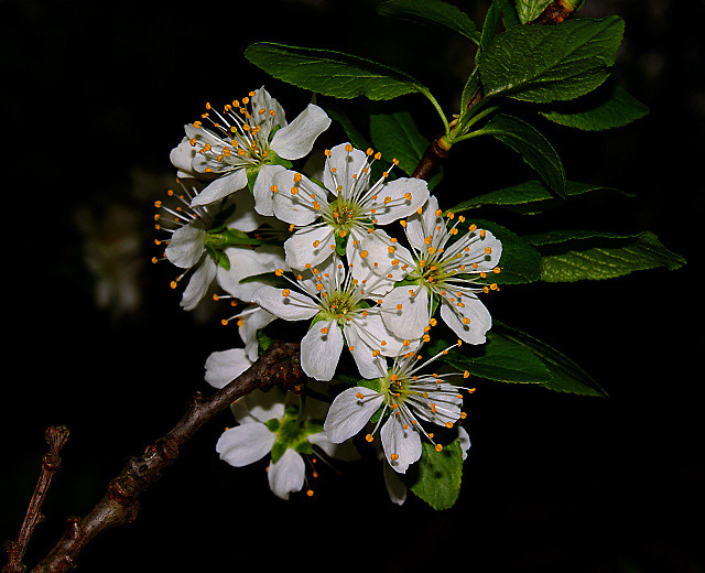 liwowe