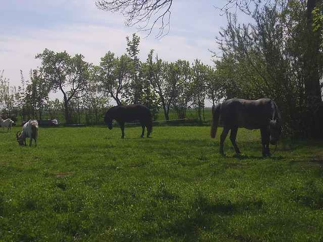 Moje mae zoo