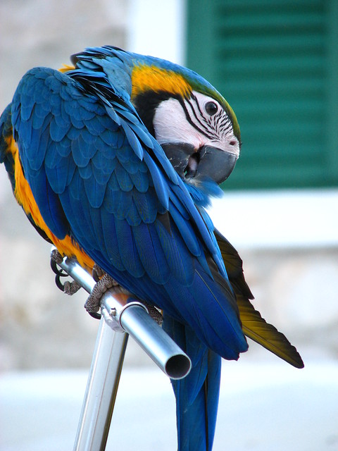 parrot III