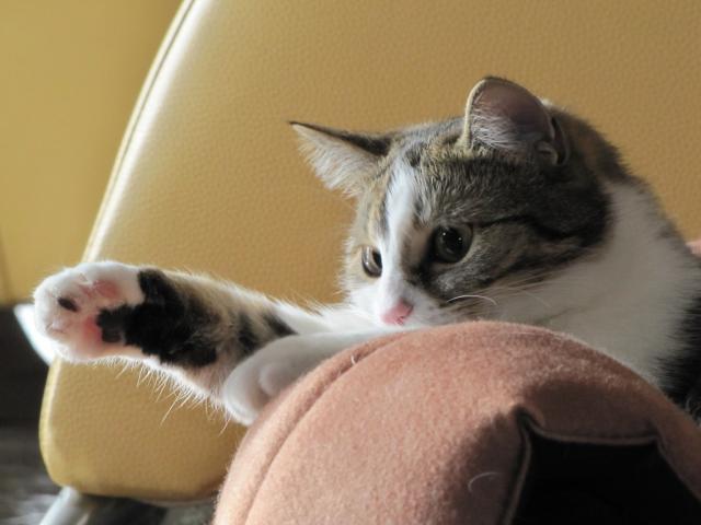 FURIA