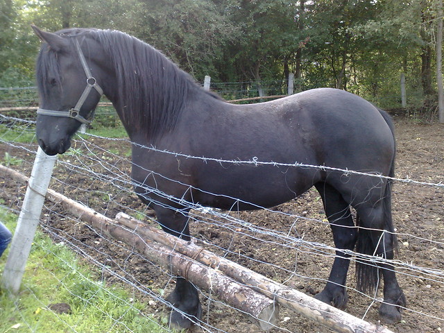 Wpis pikeur