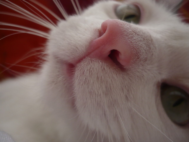 Miyo ;] 