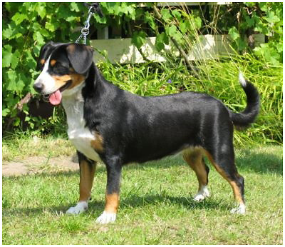 Entlebucher 