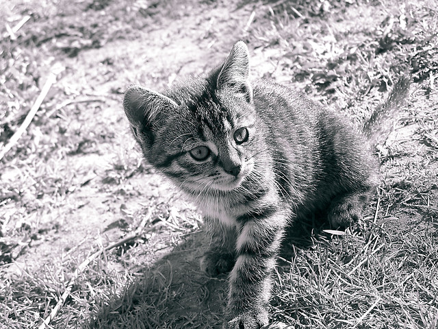 Wpis unidentified02