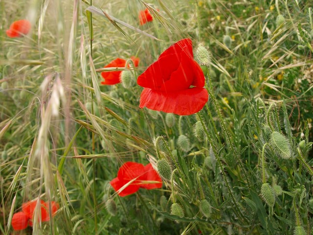 Poppy