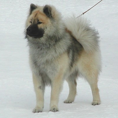 Eurasier