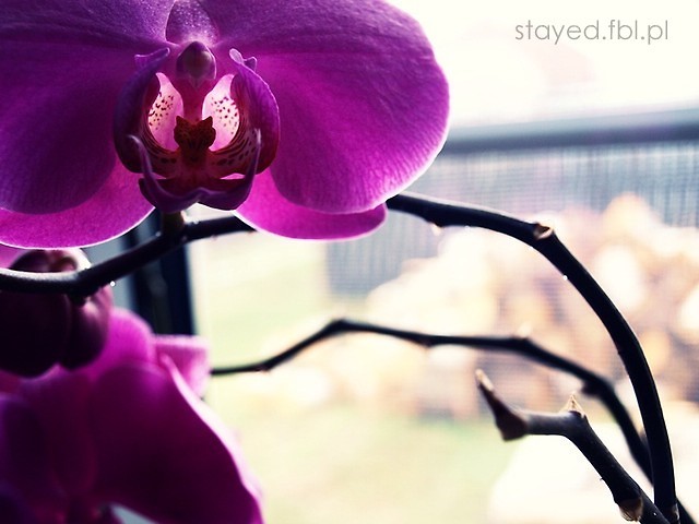 Wpis stayed