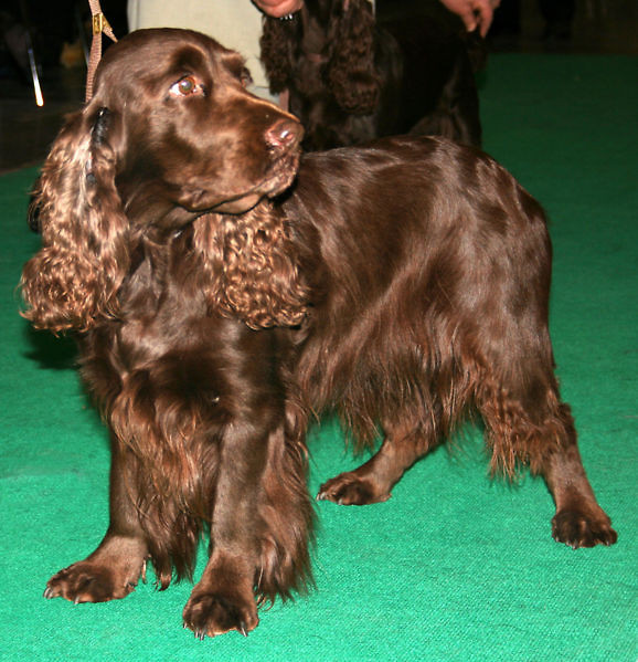 FIELD SPANIEL