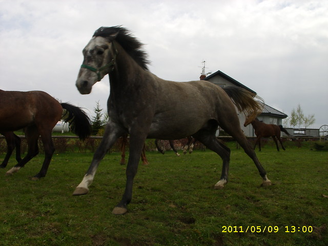 Wpis pikeur