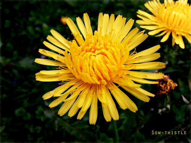Soce