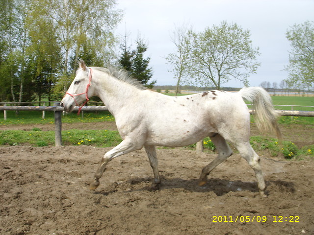 Wpis pikeur