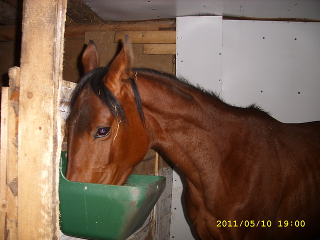 Wpis pikeur