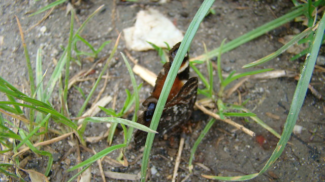 Martwa natura